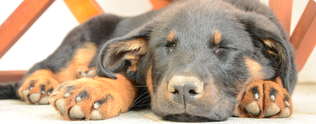 Greta che dorme