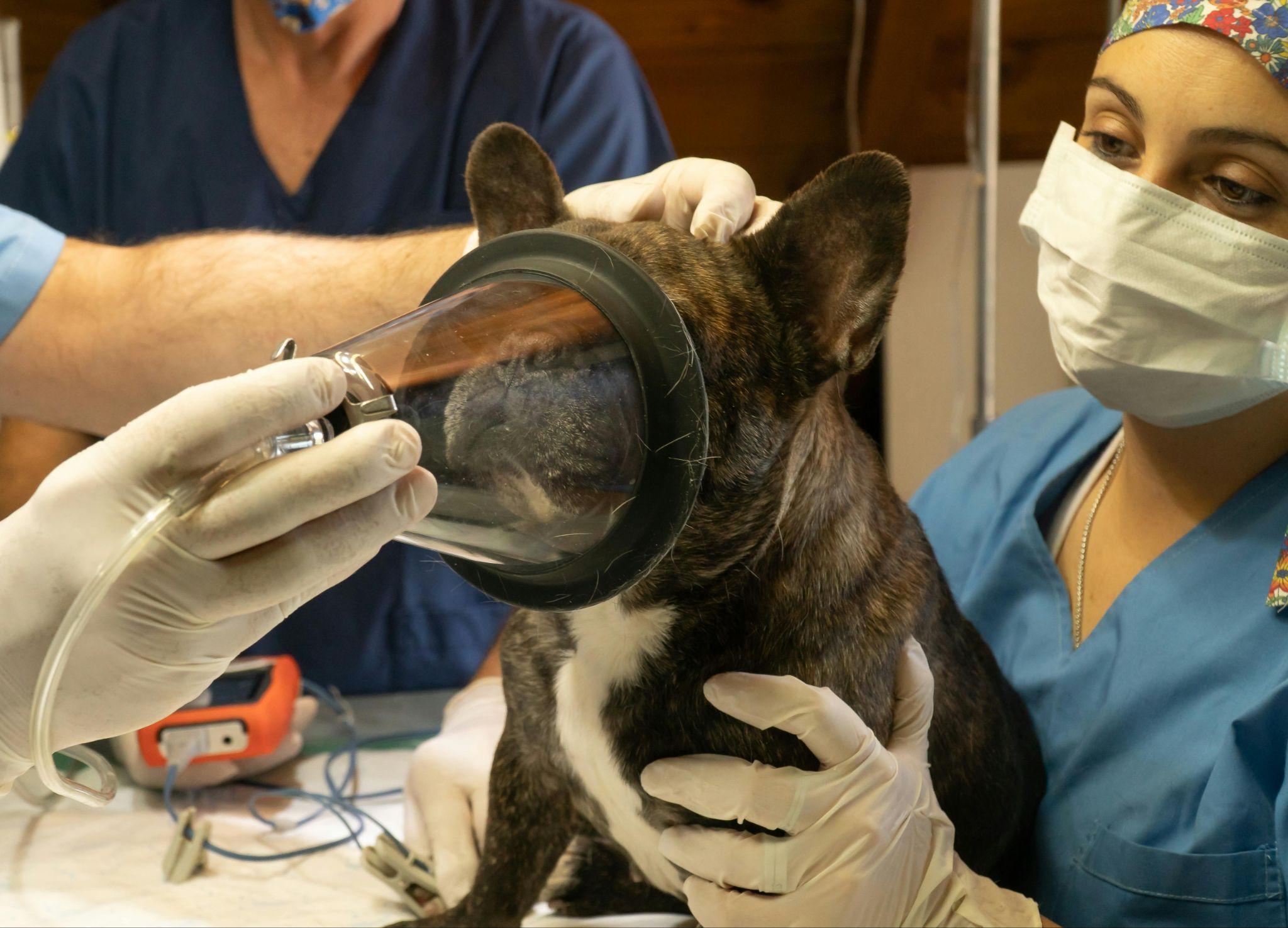 Assistente veterinario supporta un cane durante l'anestesia