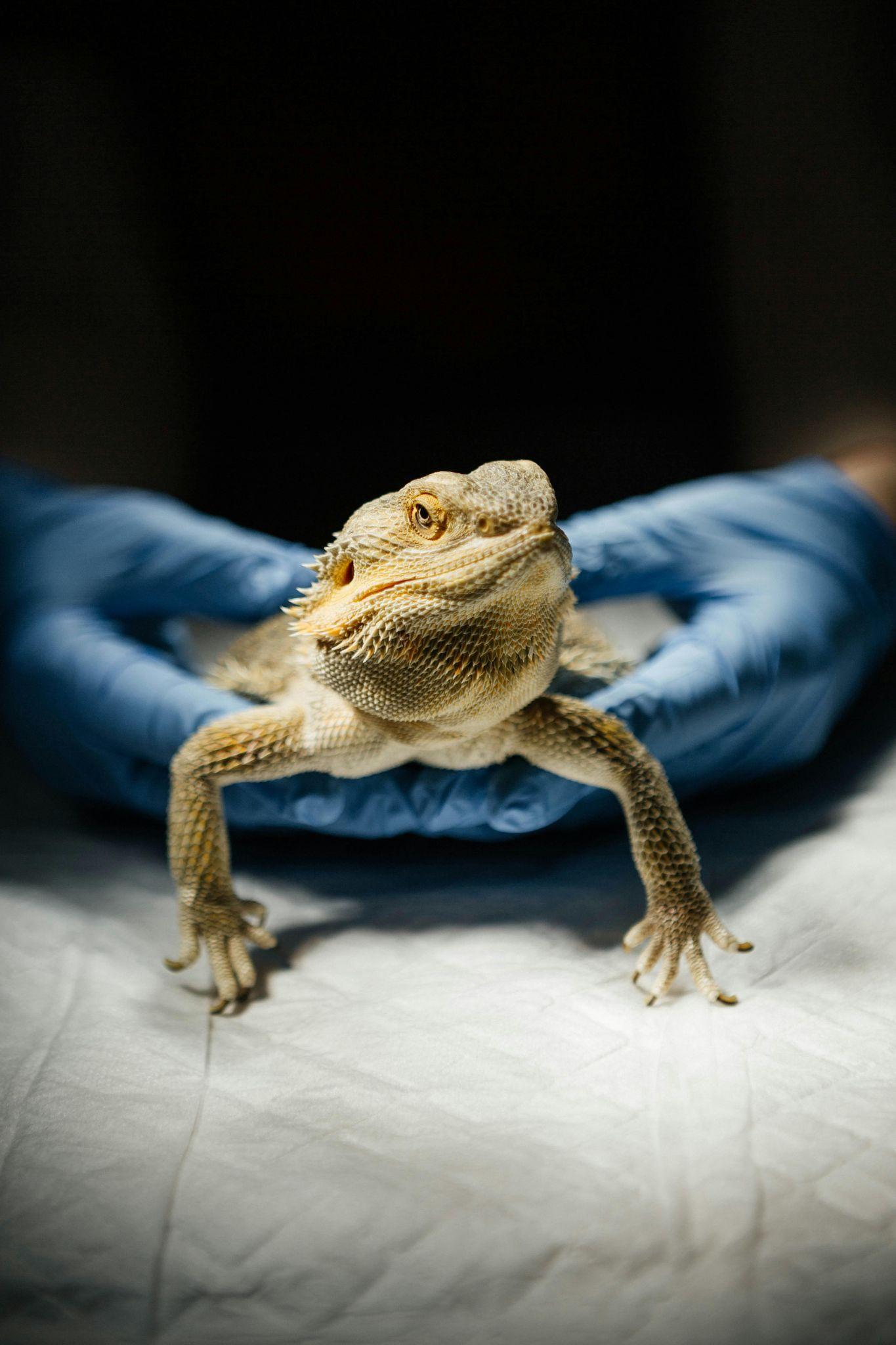 Drago barbuto durante una visita veterinaria