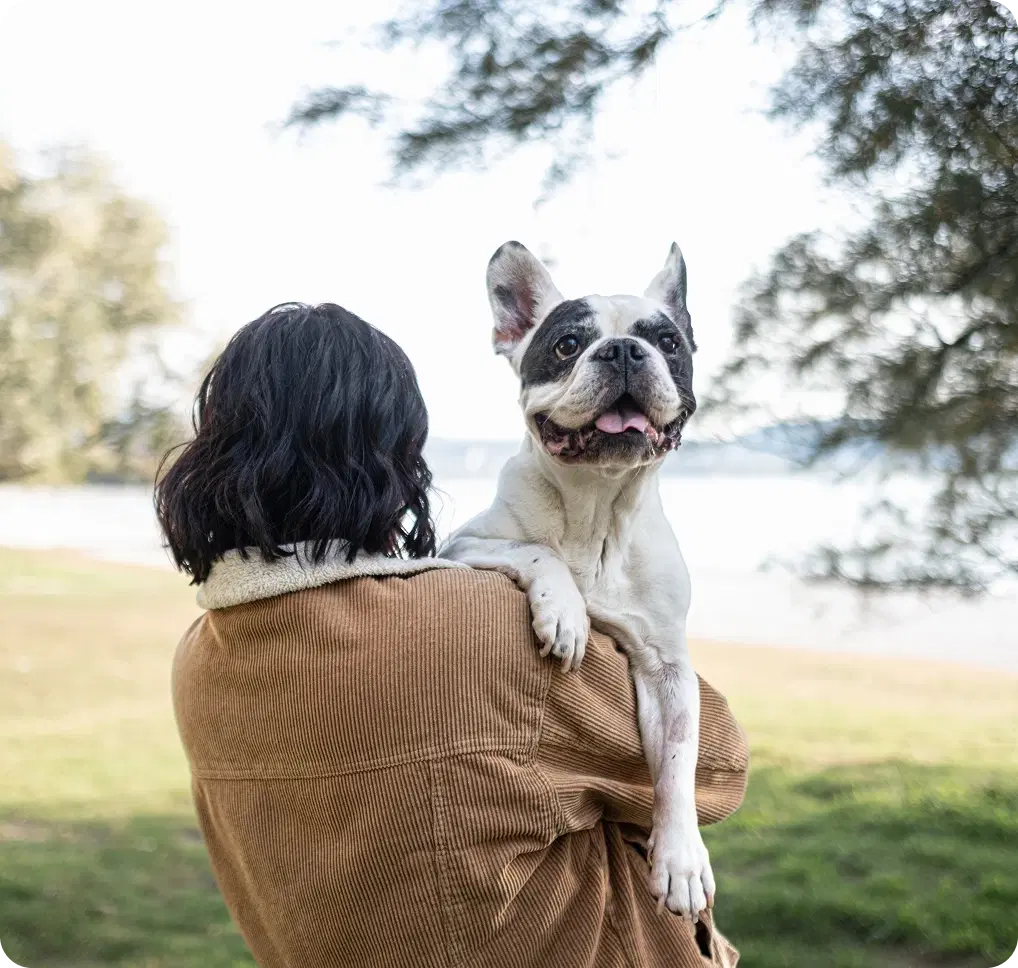 Donna mora di schiena, sulla spalla bouledogue francese con sguardo attento e curioso