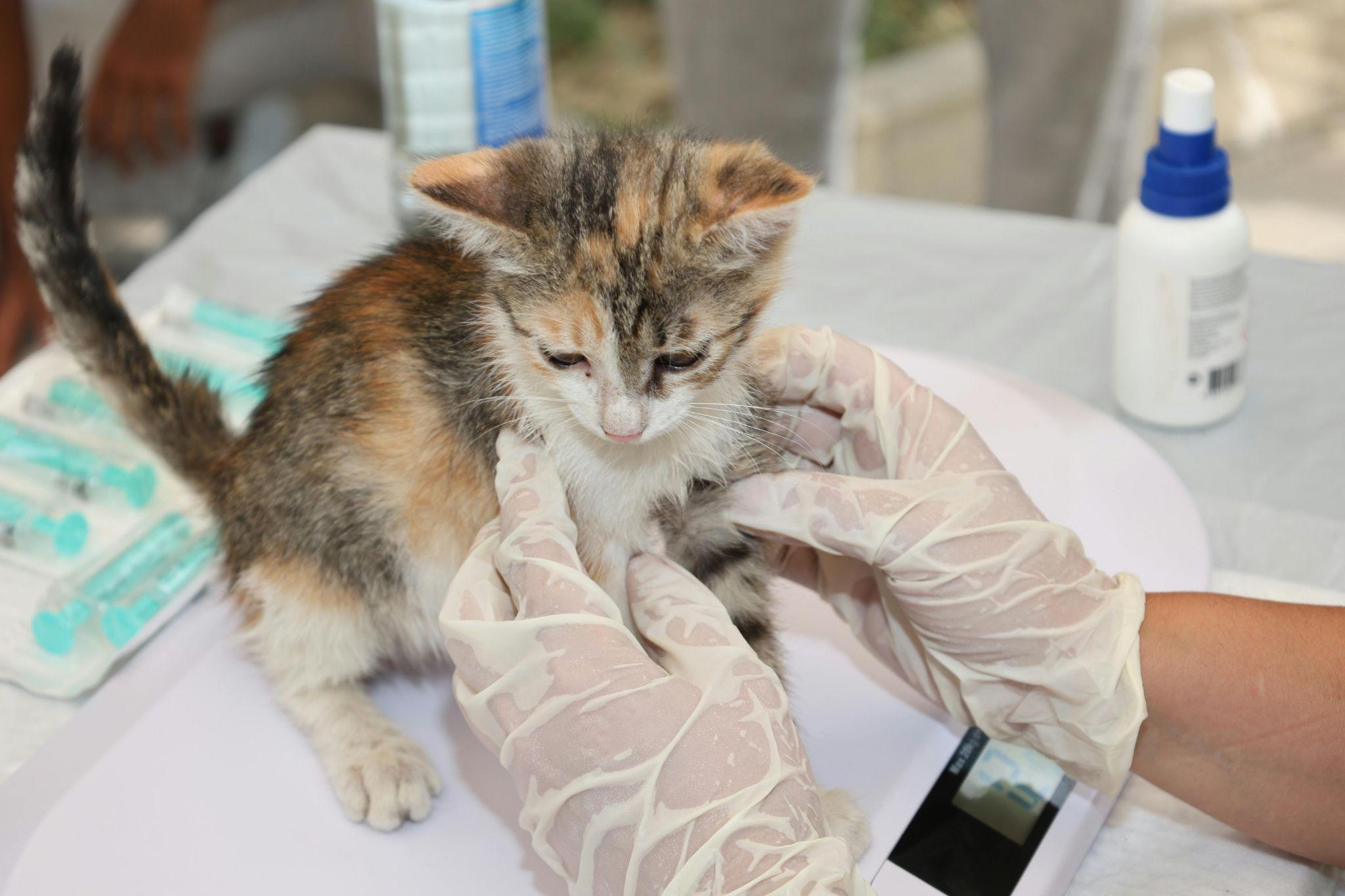 Gattino durante una visita veterinaria