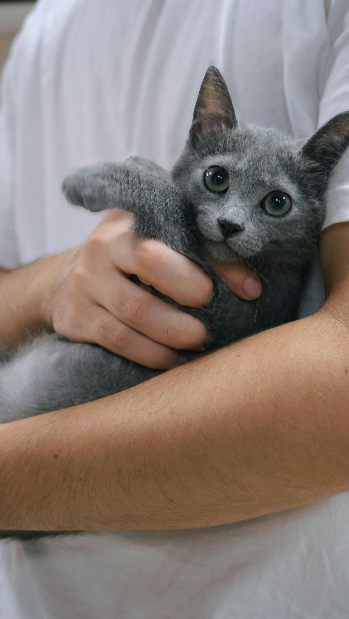 Gatto grigio durante una visita veterinaria