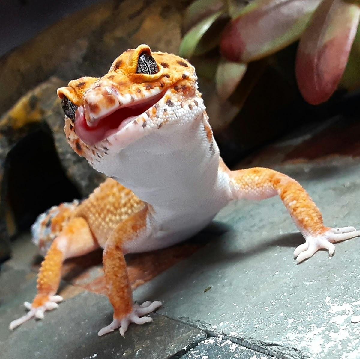Geco arancione in un terrario