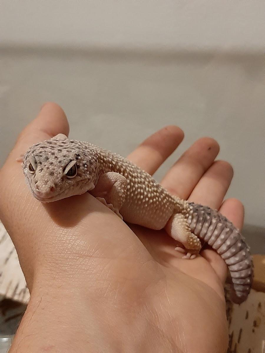 Geco chiaro su una mano
