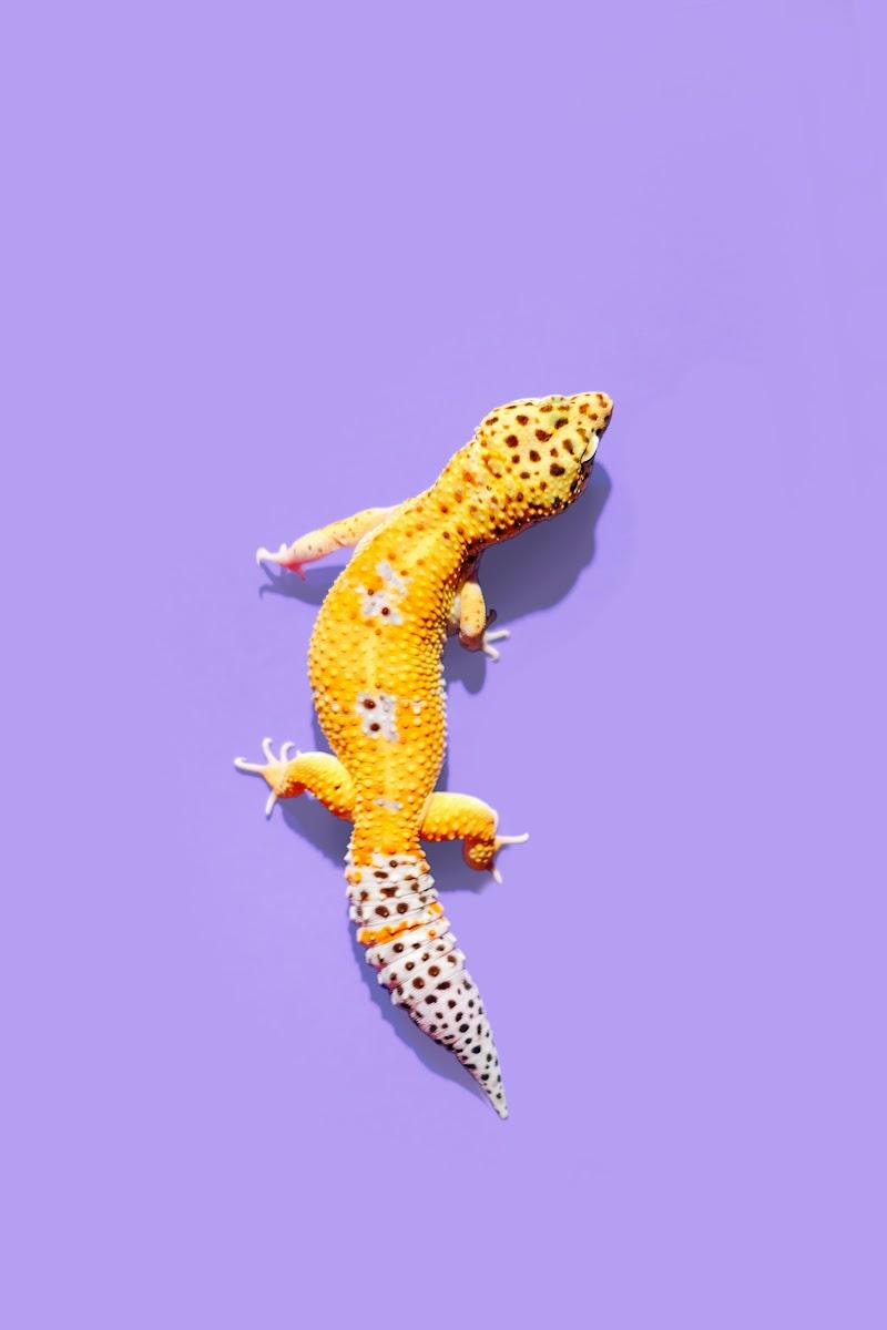 Geco giallo su sfondo viola