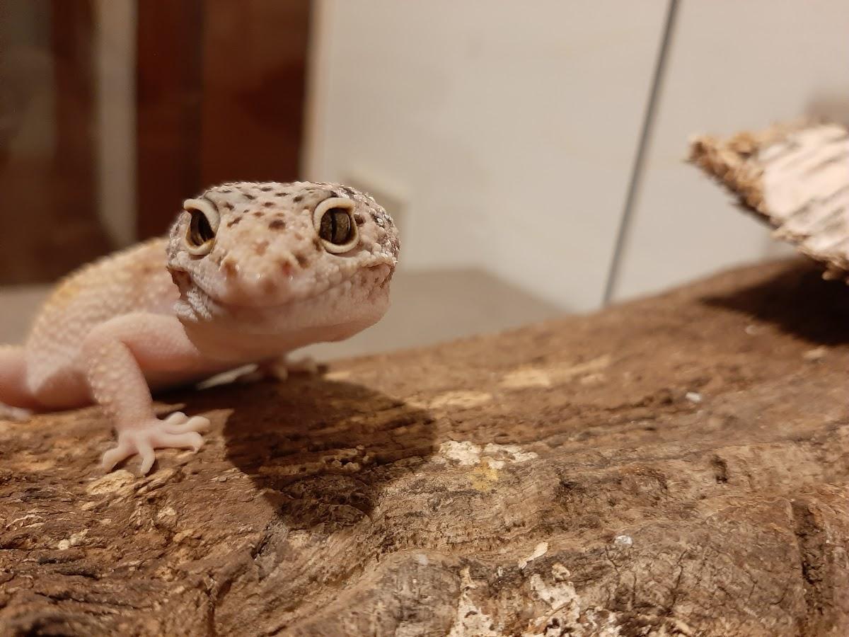 Geco leopardino su una corteccia