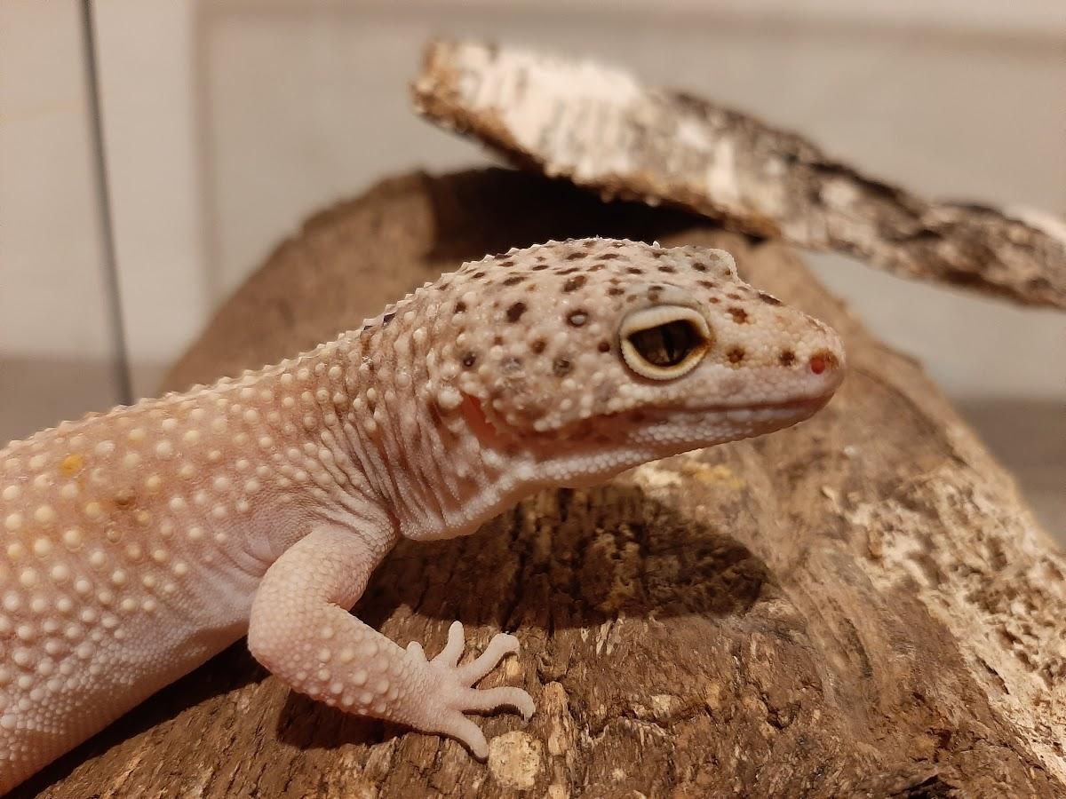 Geco leopardino su una corteccia