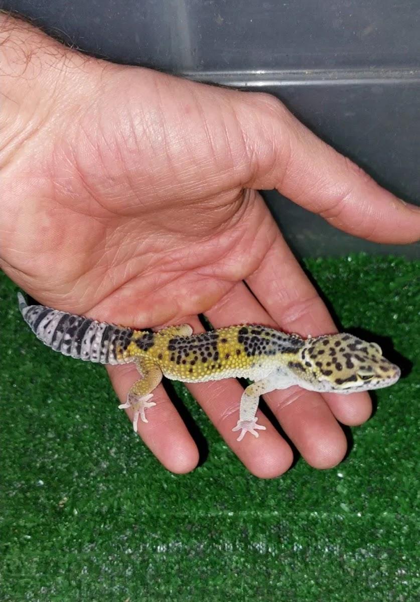 Geco leopardino su una mano