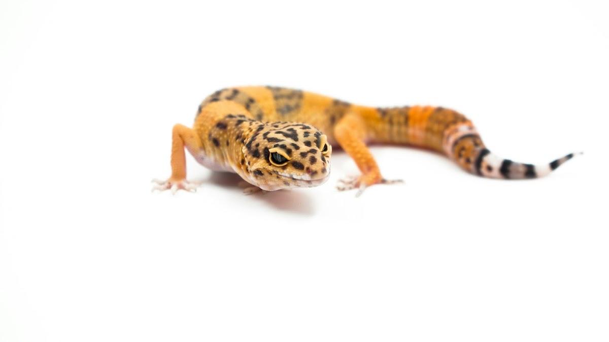 Geco leopardino su sfondo bianco
