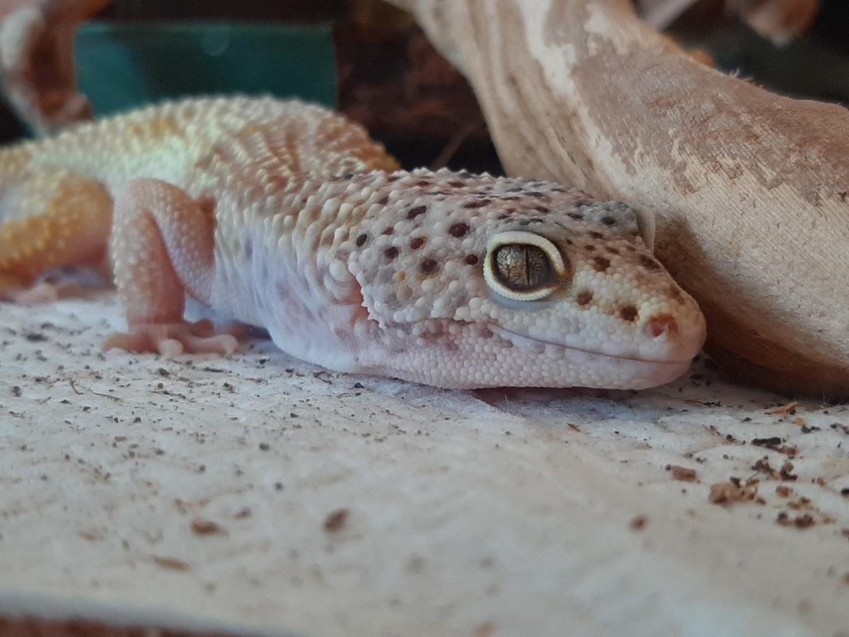 Geco leopardino su un substrato