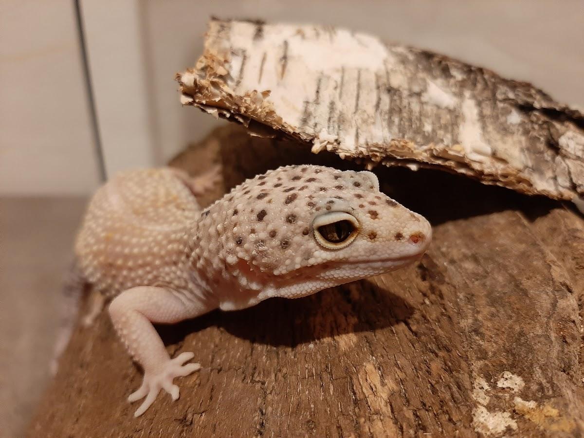 Geco leopardino vicino a una corteccia