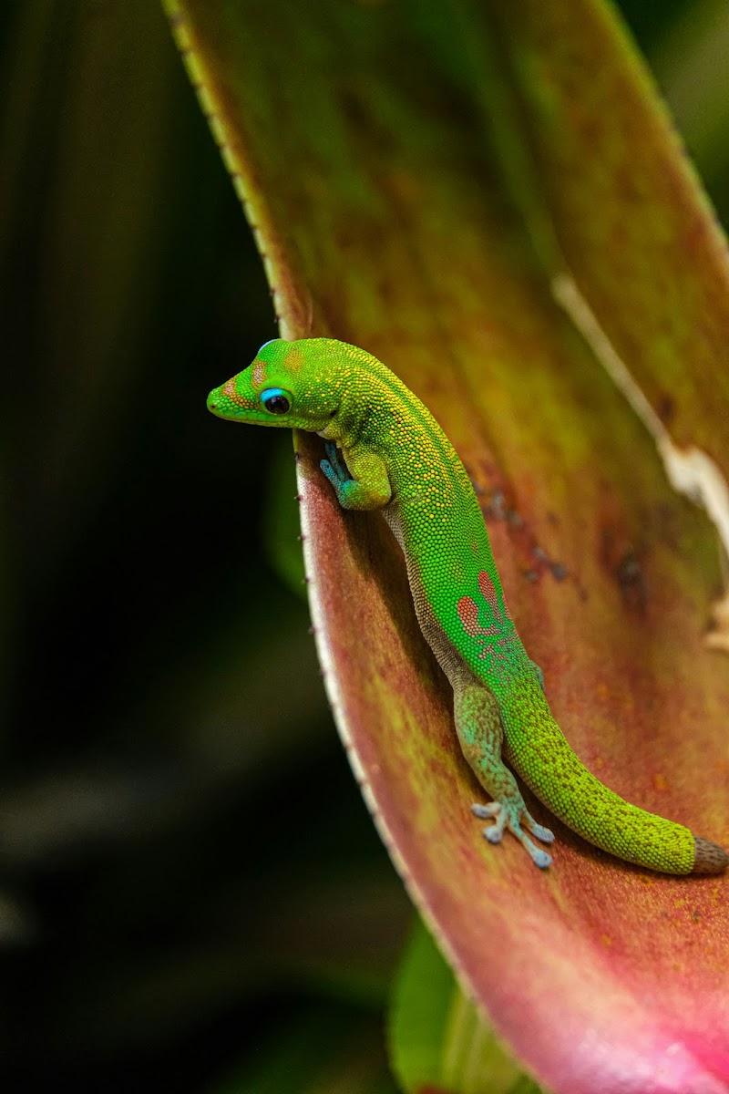 Geco verde su una foglia