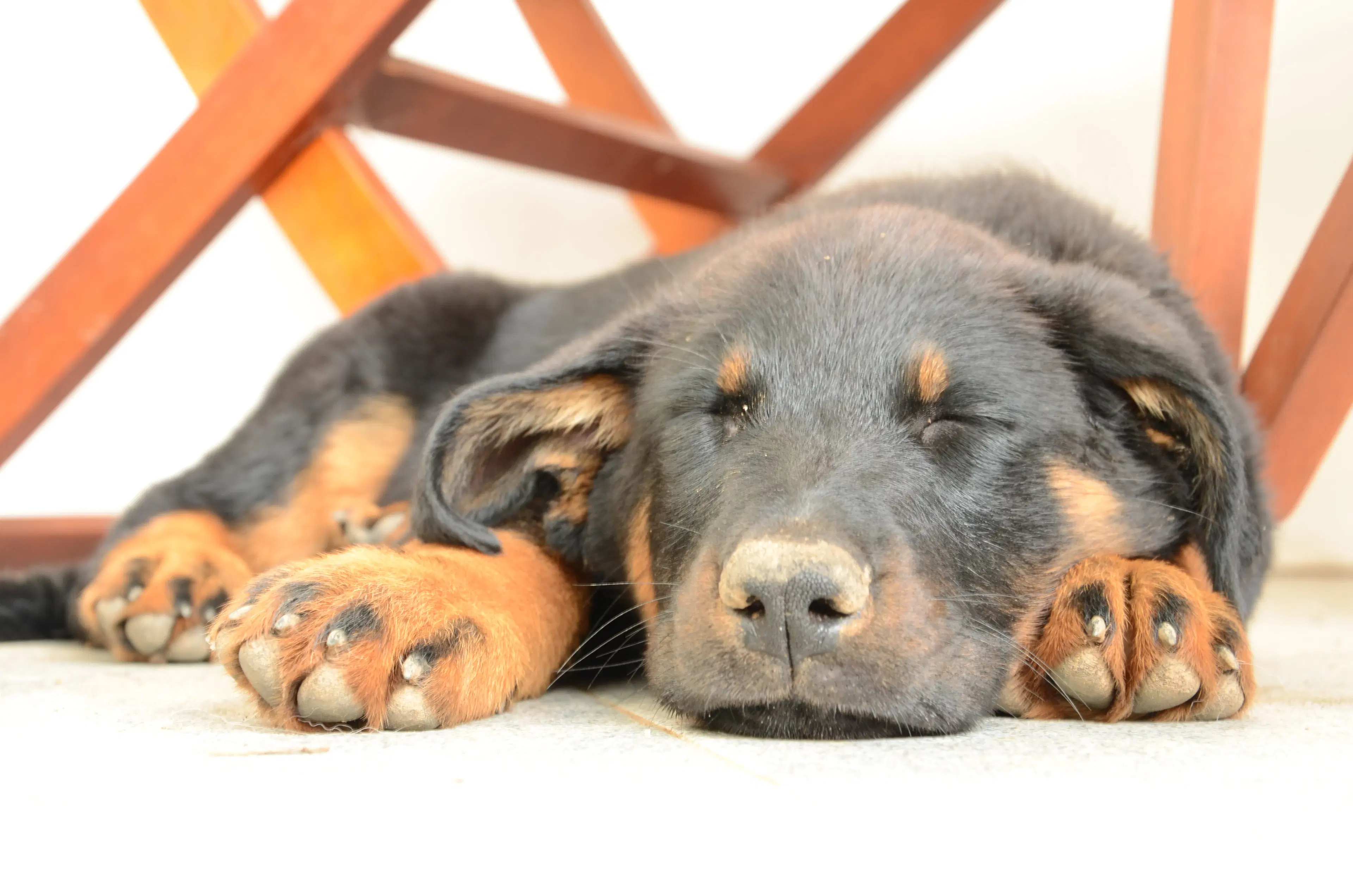 Primo piano muso cucciolo beauceron nero focato che dorme rilassato e sereno
