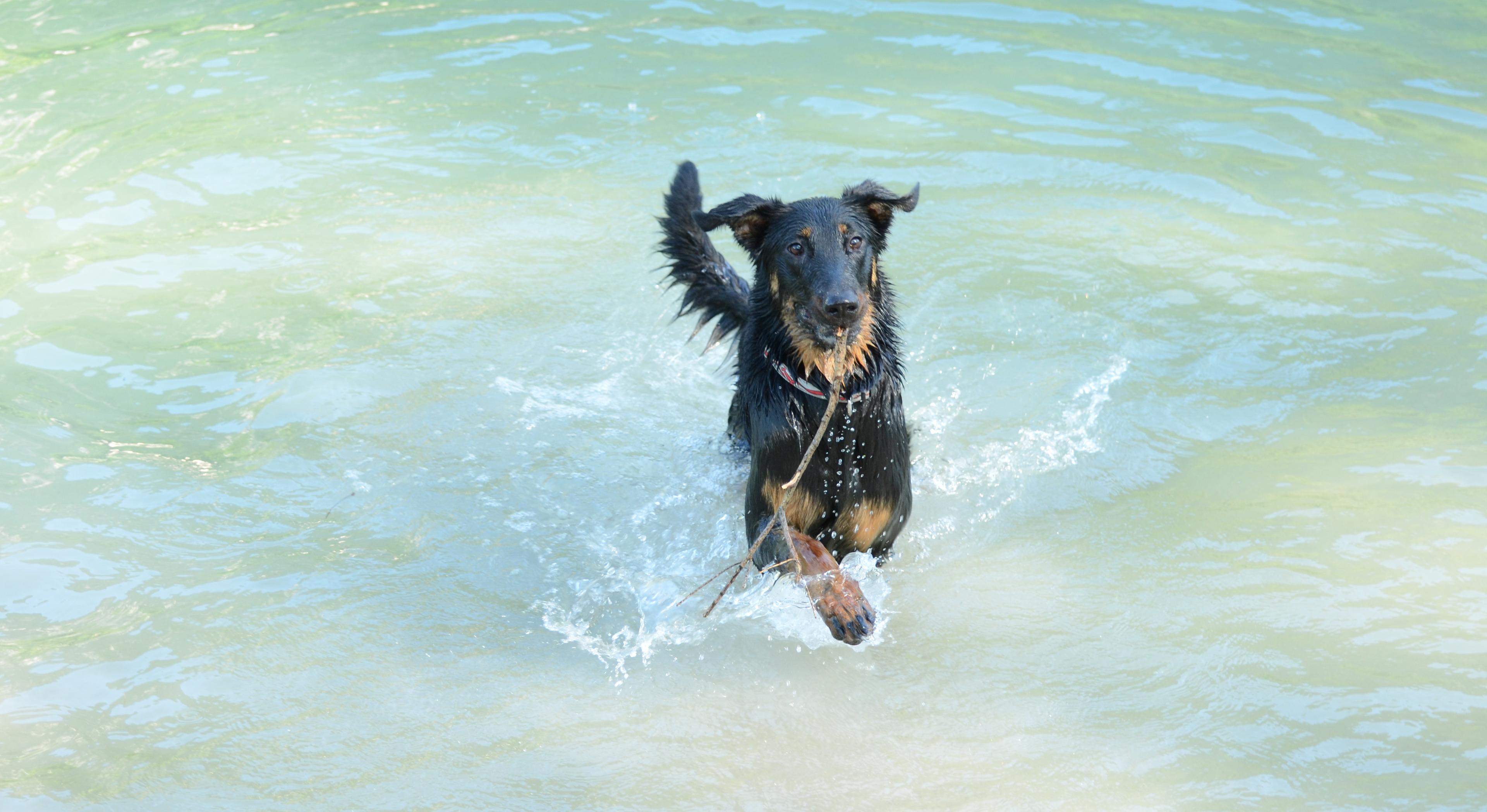 Primo piano di beauceron nero focato mentre è sottoposto a trattamento di chemioterapia veterinaria