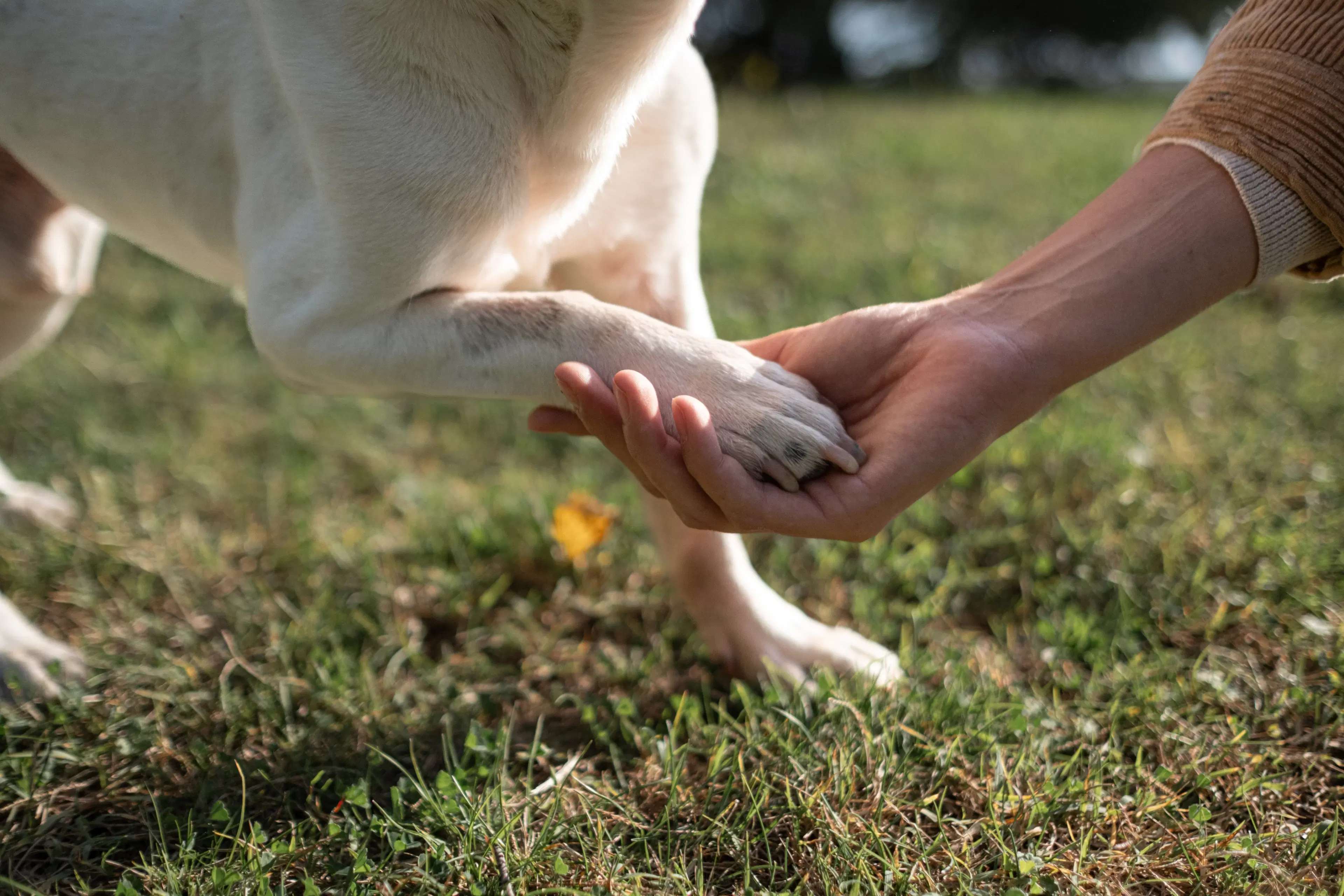 Foto dettaglio zampa di cane bianco che la appoggia sul palmo di una mano