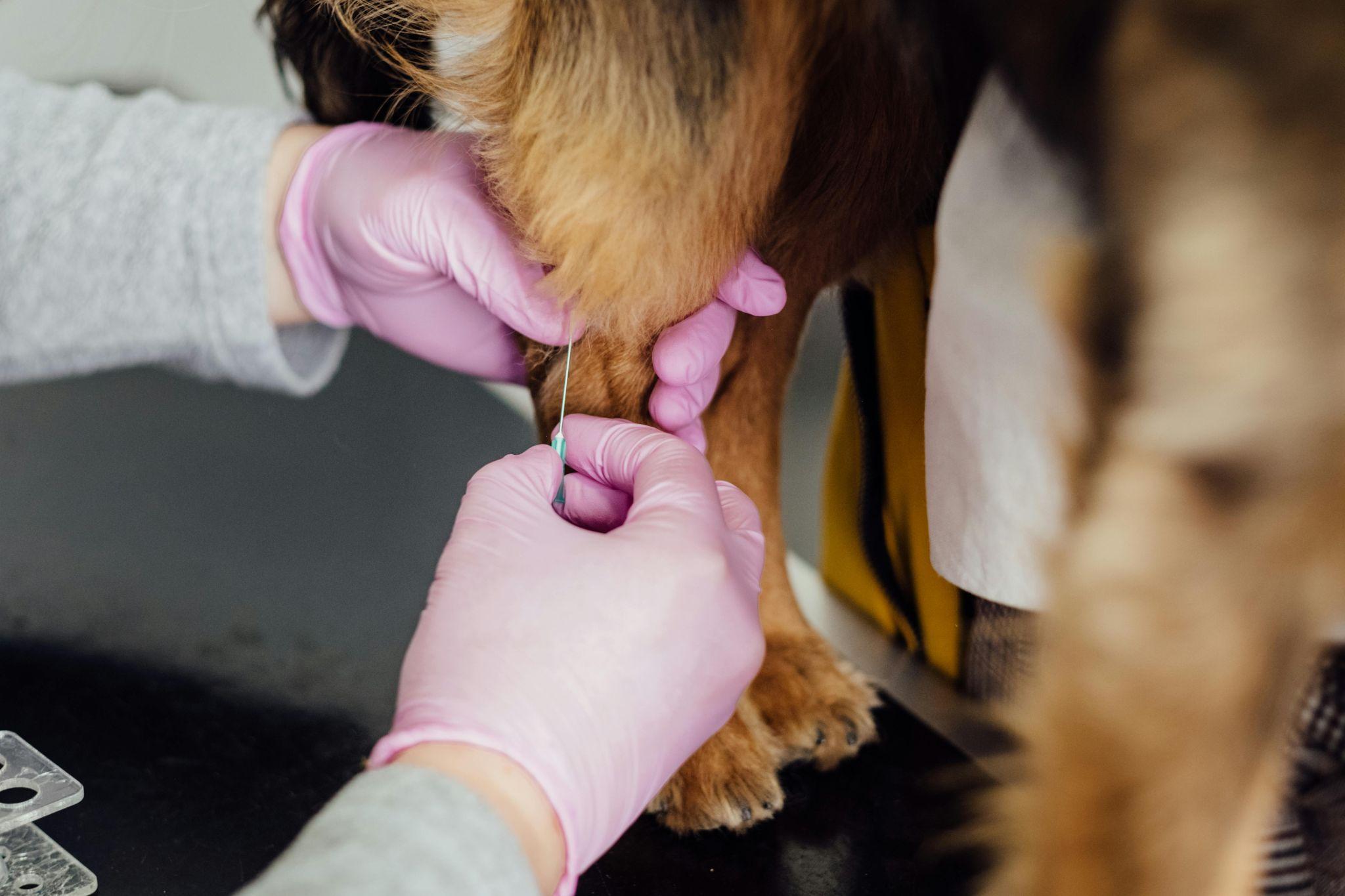 Prelievo di sangue a un cane in clinica veterinaria