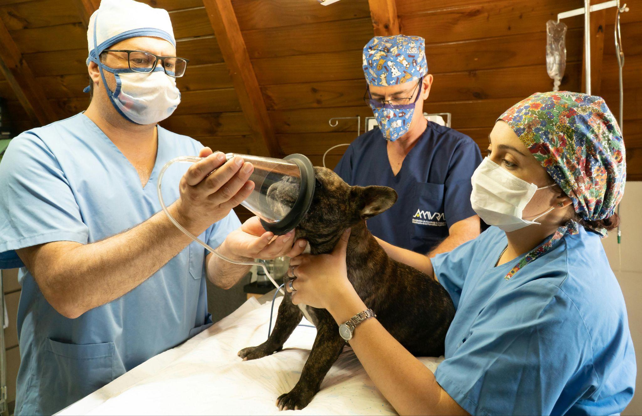 Veterinari assistono un cane durante l'anestesia