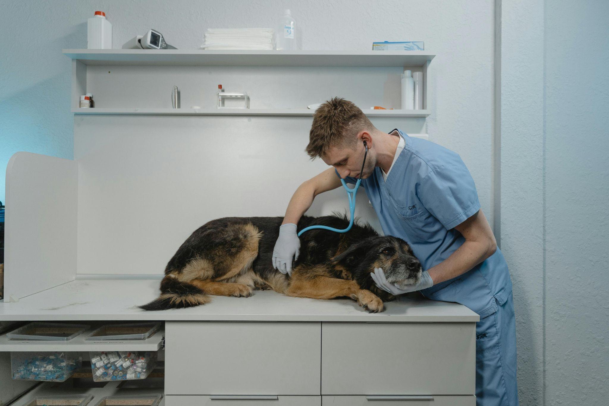 Veterinario visita un cane in clinica