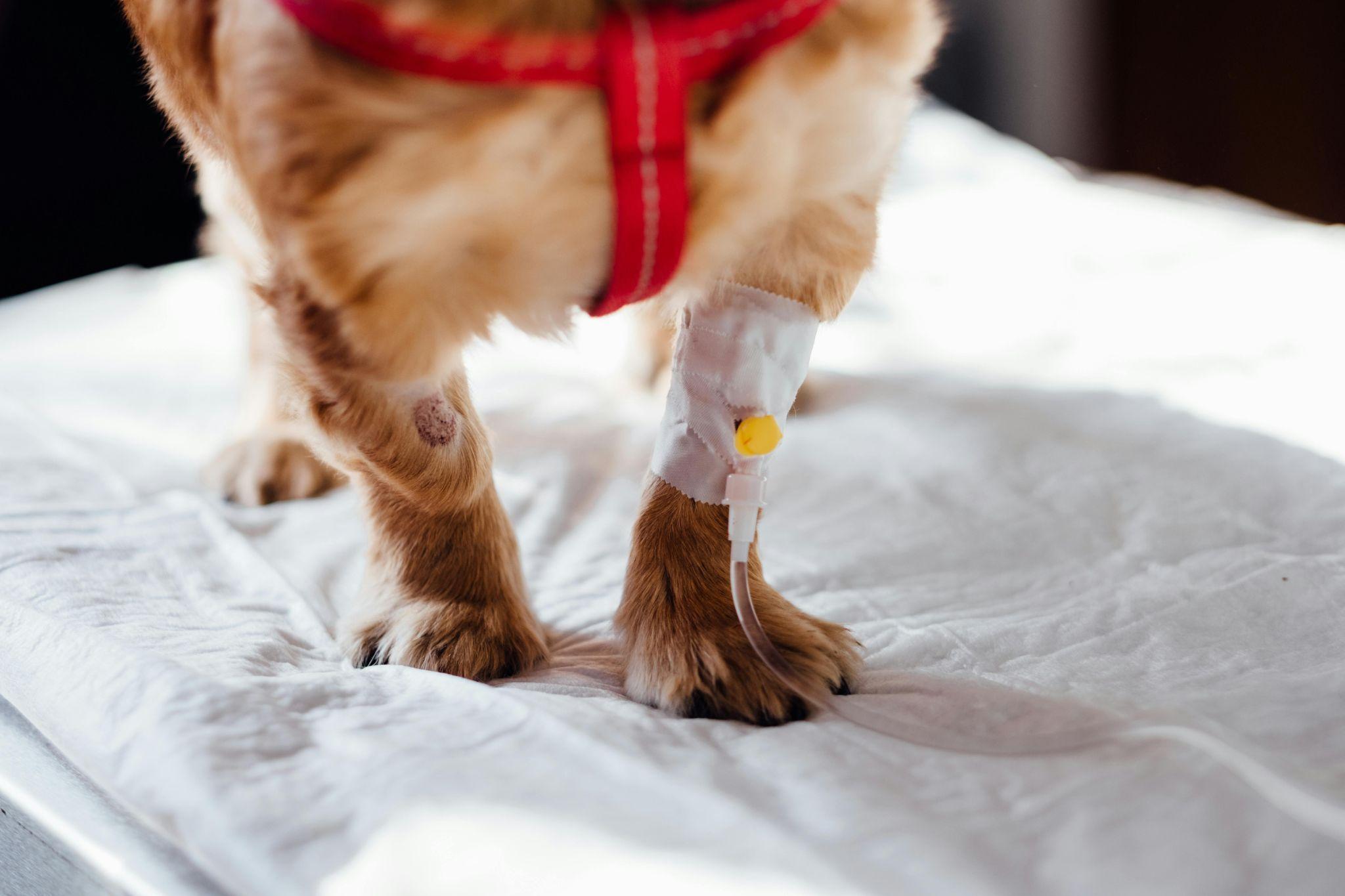 Zampa di cane con flebo in clinica veterinaria