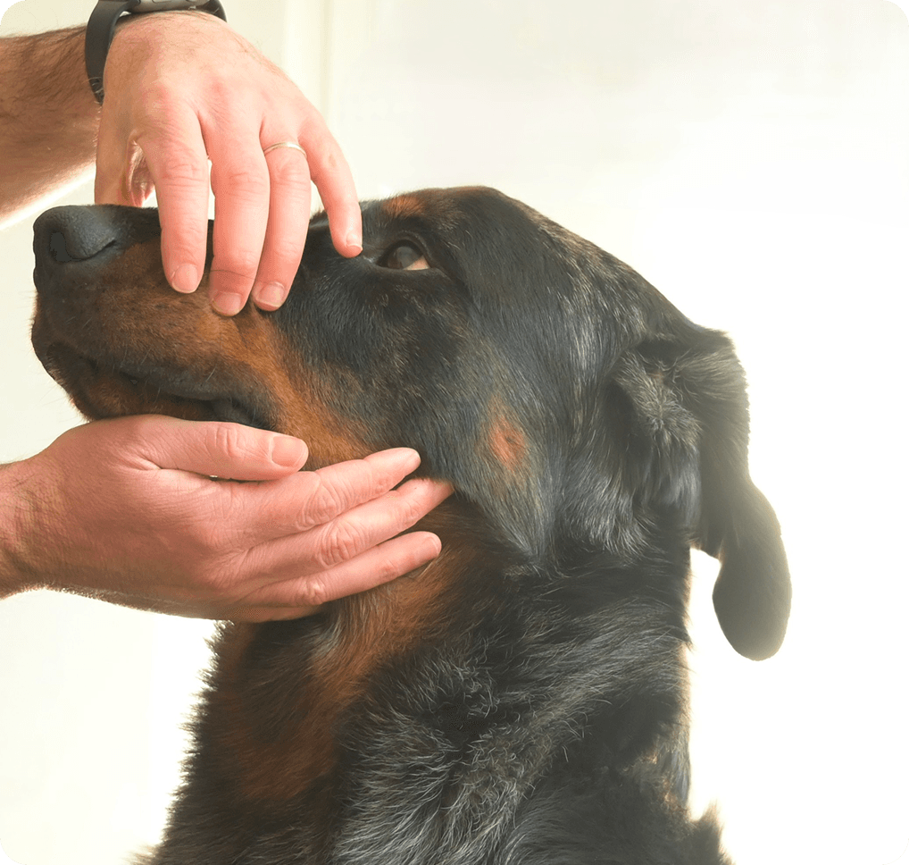 Primo piano di beauceron arlecchino mentre viene preparato per l’ispezione dentale.
