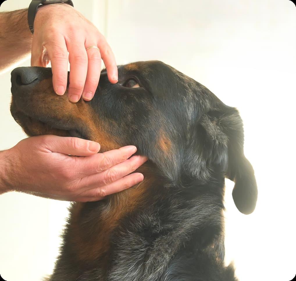 Primo piano di beauceron arlecchino mentre viene preparato per l’ispezione dentale.